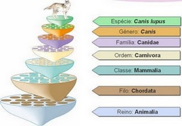 Nomenclatura Binomial