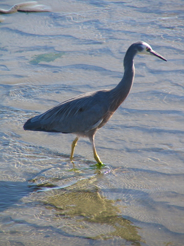 A heron looking for his breakfast