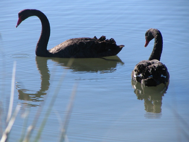 The swans ignore everyone