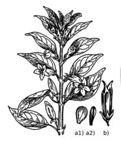 PRIMERAS COMUNIDADES AGRICOLAS  (10000 a.C.)