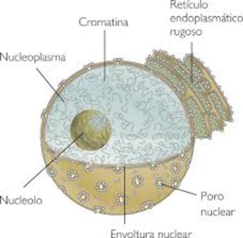 Núcleo Celular