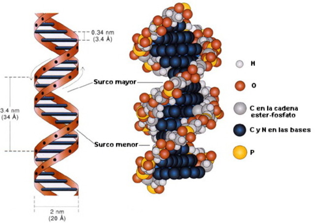 Estructura de la doble hélice del ADN