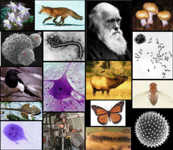 La Edad Oscura y La Biología.