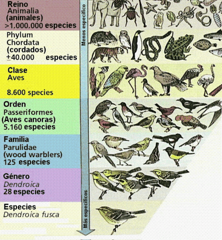 La Clasificación de Especies.