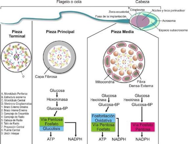 Las Células Sexuales