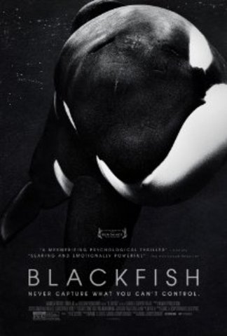 Blackfish Released