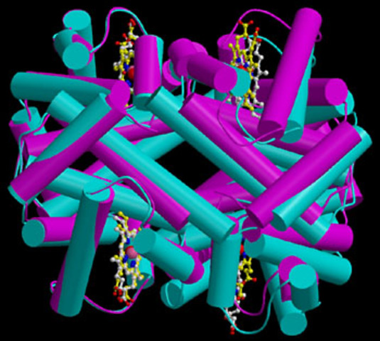 First recorded discovery of hemogloblin