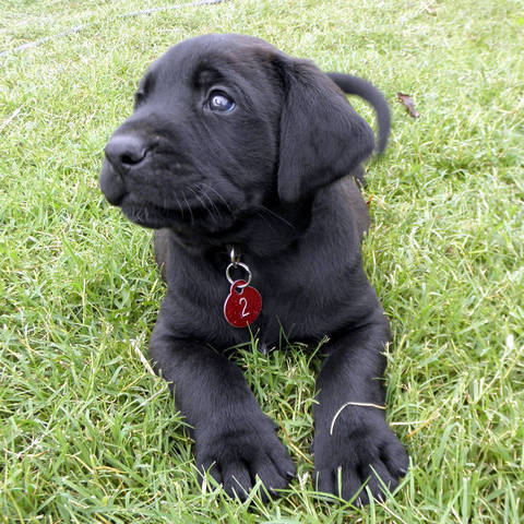 llegamos a nuestra perro hace cinco mes pasado