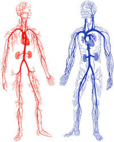 1st cited drawing of vein valves