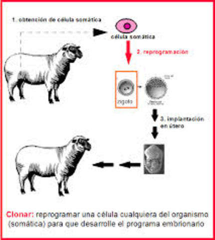 la clonacion