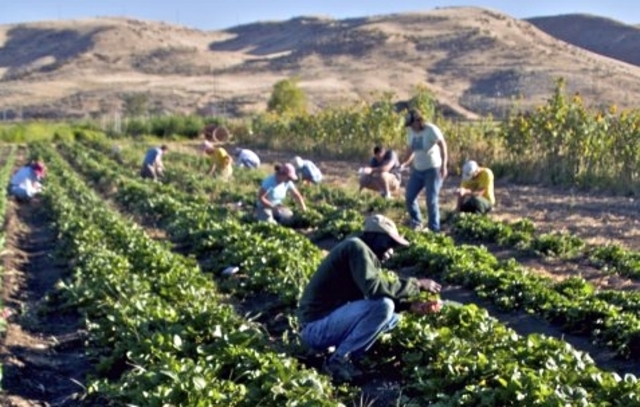 George Ripley founds Brook Farm
