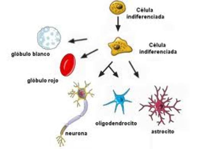 Diferenciacion celular