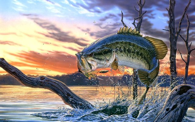Largemouth Bass