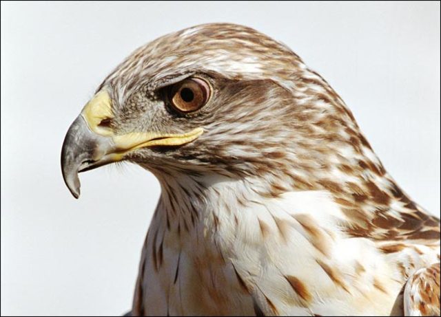 War Hawks Take Power