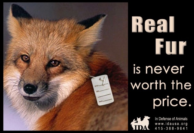 Fur Free Friday