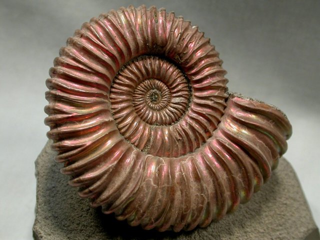 Devonian Period (395-345)