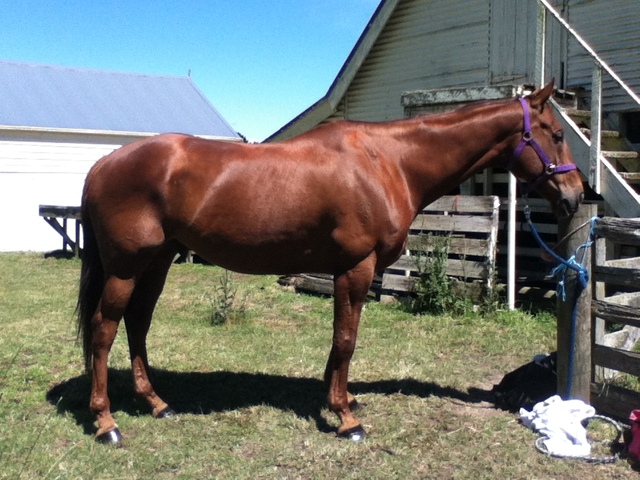 Got a second horse Digby