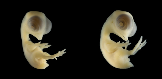 Chick Embryo