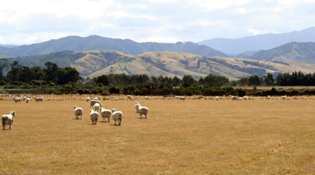 moved to the wairarapa