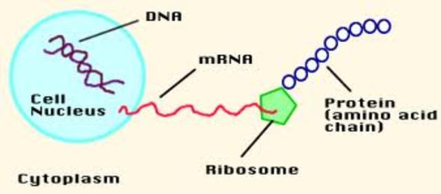 Messenger RNA