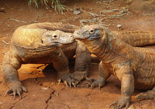 Комодский варан.