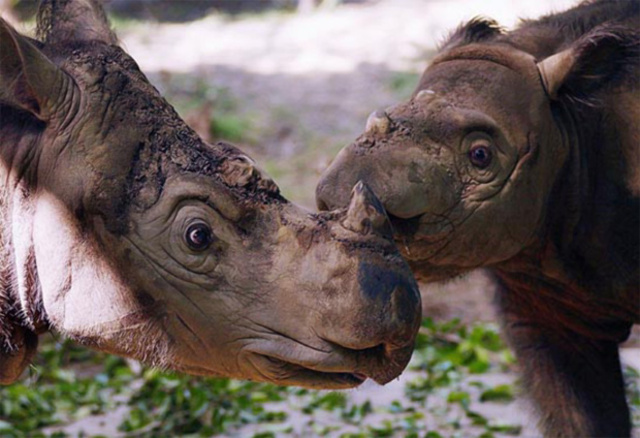 Суматранский носорог.