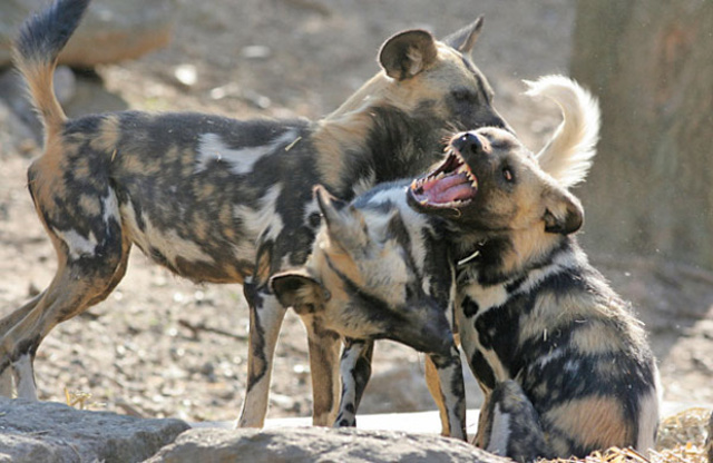 Африканская дикая собака.