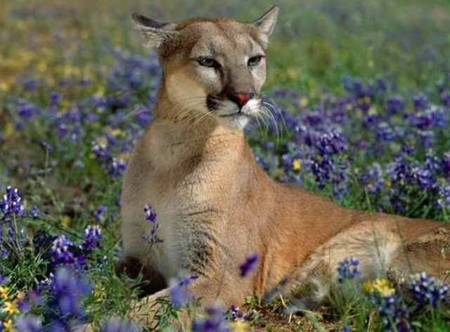 Флоридская пума.