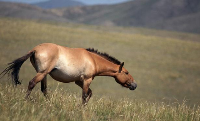 Лошадь Пржевальского.