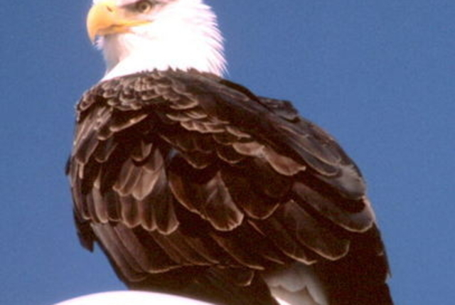 Endangered Species Act passed by US Congress