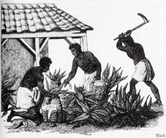 Enslaved People