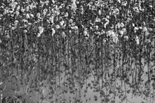 Crash of Cotton Market