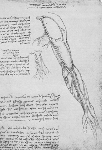 ON THE VALVES IN VEINS