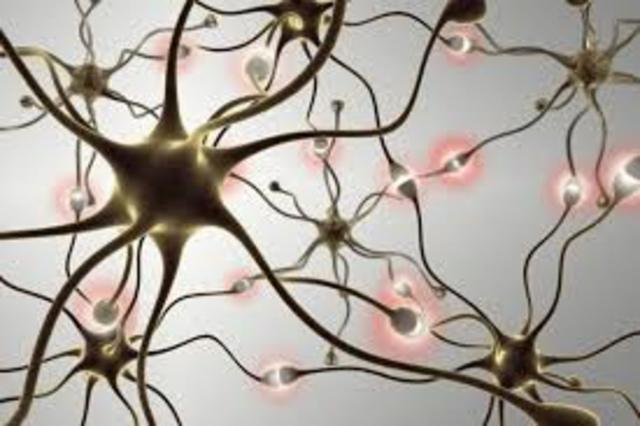 Demostración de la neurotransmisión