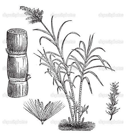 Sugar Consumption Doubles