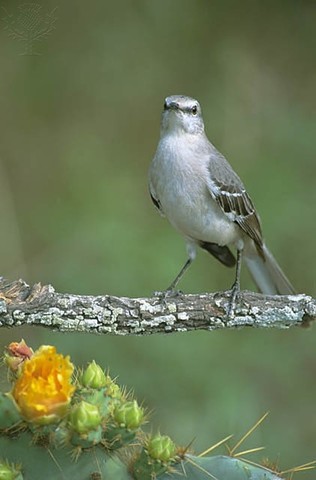 Texas is the 28th state