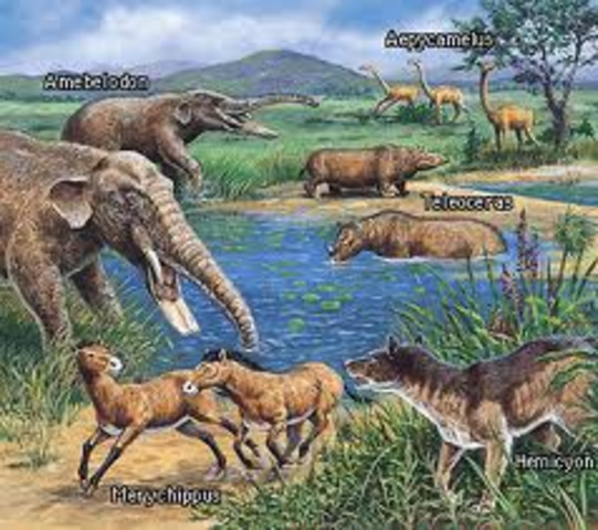 Cenozoic