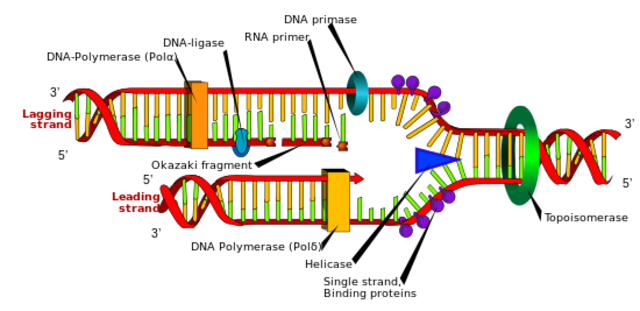 Components of DNA discovered