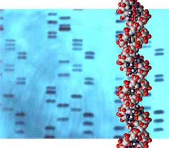 The First Genetic Fingerprint