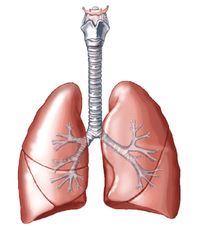 Lung and Liver