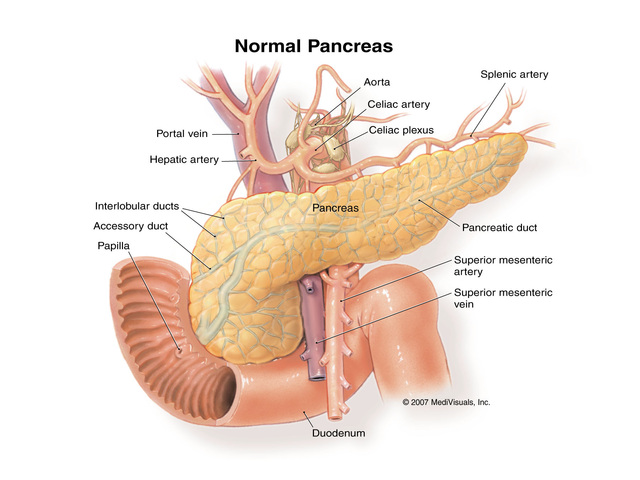 Pancreas