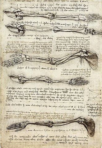 Leonardo da Vinci's Anatomical Drawings