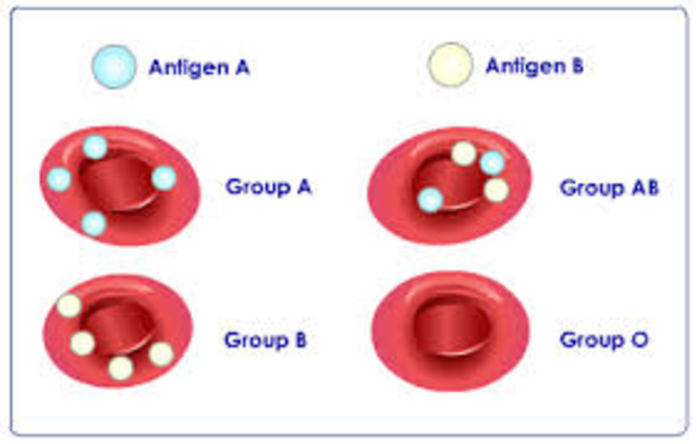 New Blood Group