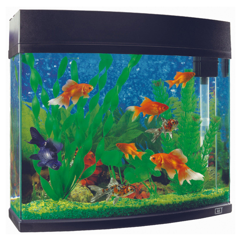 Parents bought lots of fish!!