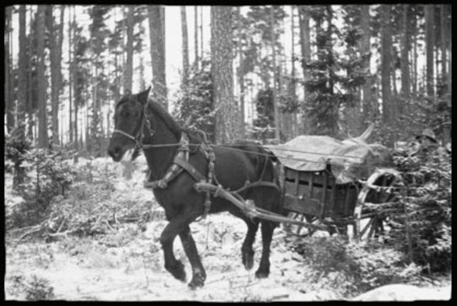 Häst och vagn Brillierar