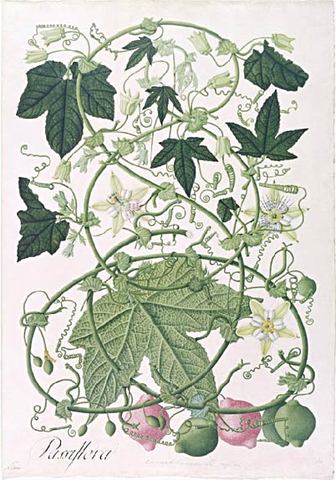 La expedicion botanica(nueva granada)