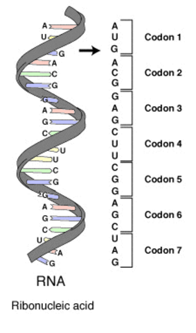 Codons/TRiplet Code in DNA