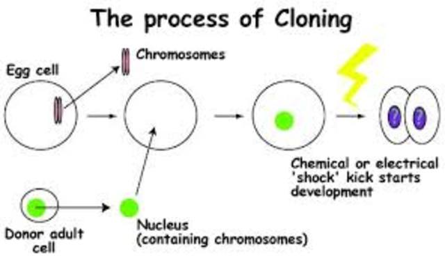 Cloning