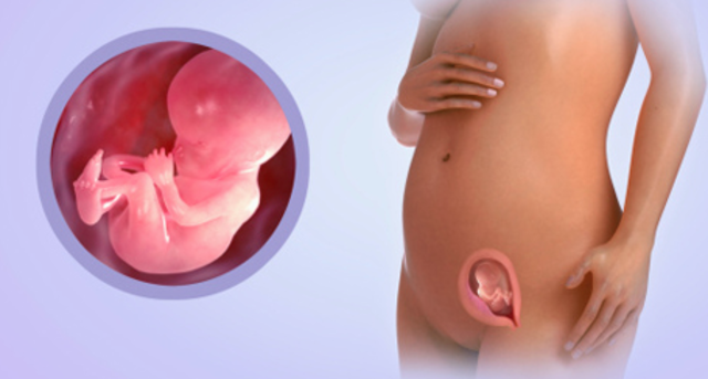 Beginning of Second Trimester