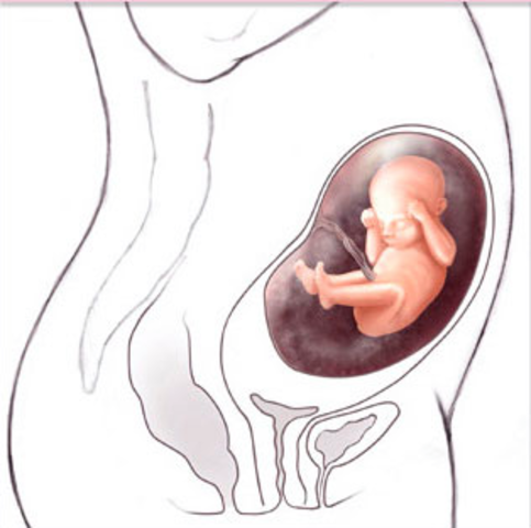 Middle of Second Trimester